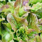 Bronze Mignonette Butterhead Lettuce Seeds Organic