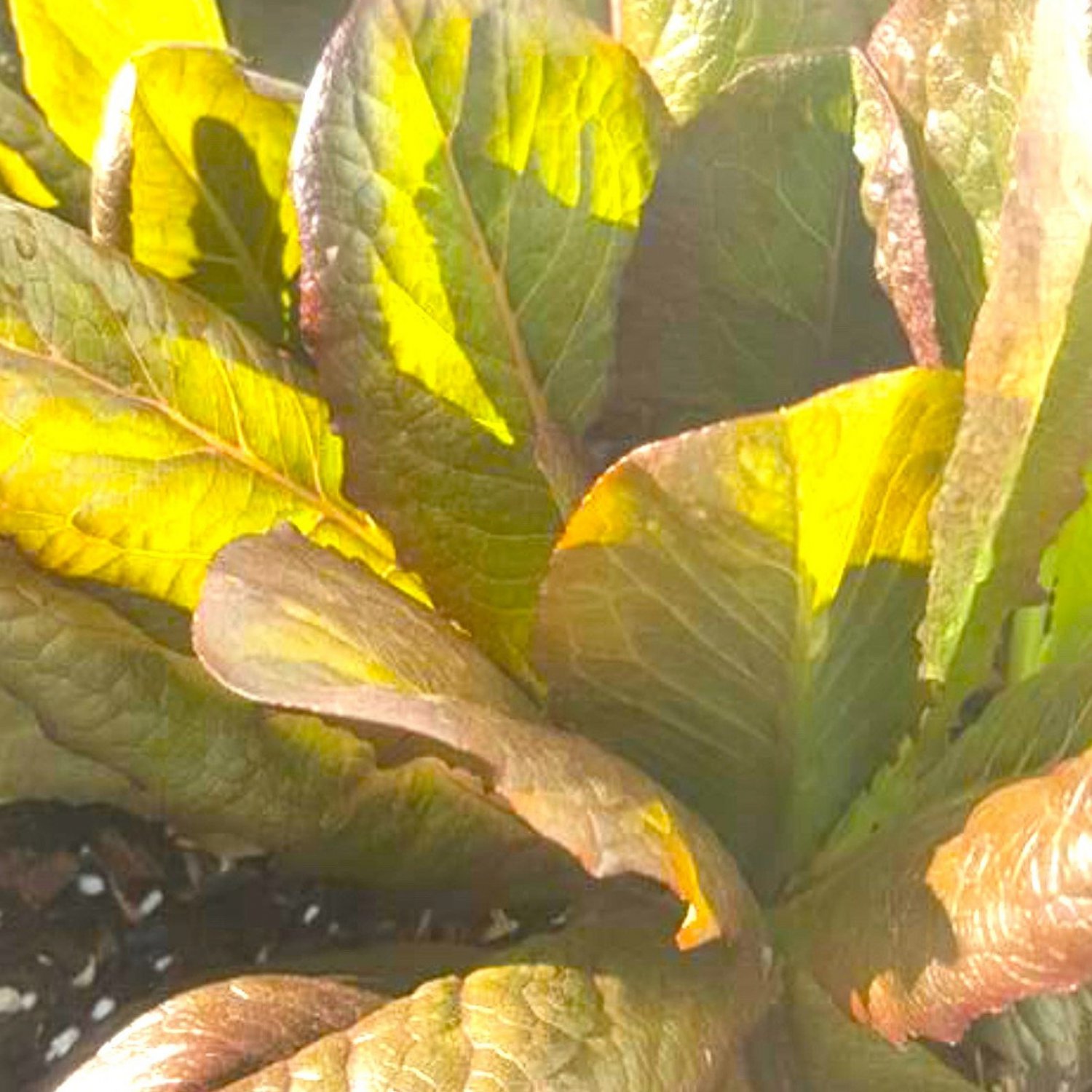 Cimmaron Romaine Lettuce Seeds
