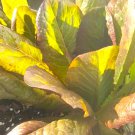 Cimmaron Romaine Lettuce Seeds