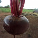 Ruby Queen Beet Seeds