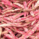 French Horticulture Bean Seeds Organic