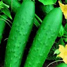 Double Yield Cucumber Seeds