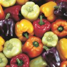 Rainbow Bell Pepper Mix Seeds
