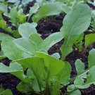 Rocket Arugula Seeds Aka Roquette