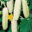 Bianco Lungo Italian Cucumber Seeds Organic