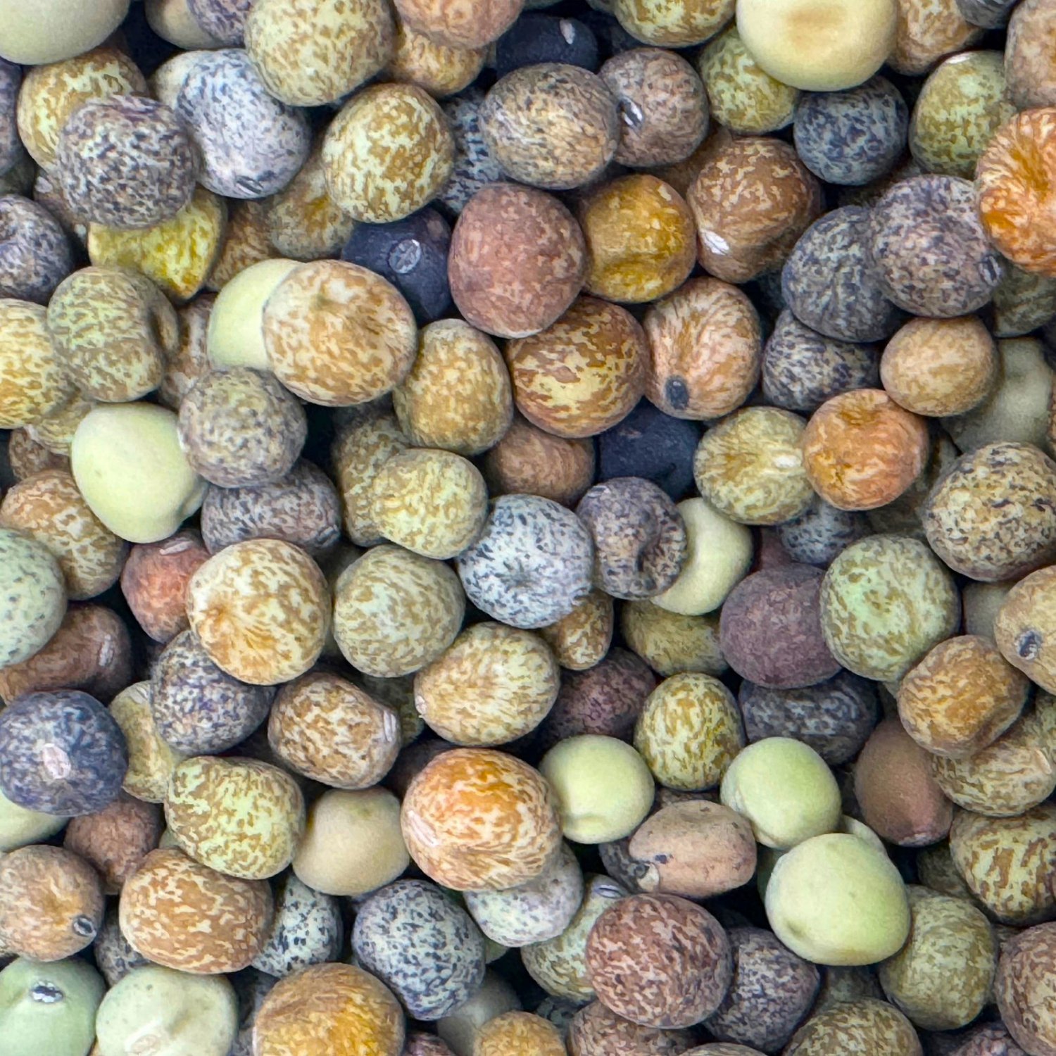 Roveja Pea Seeds