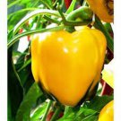 Golden California Wonder Pepper Seeds Sweet
