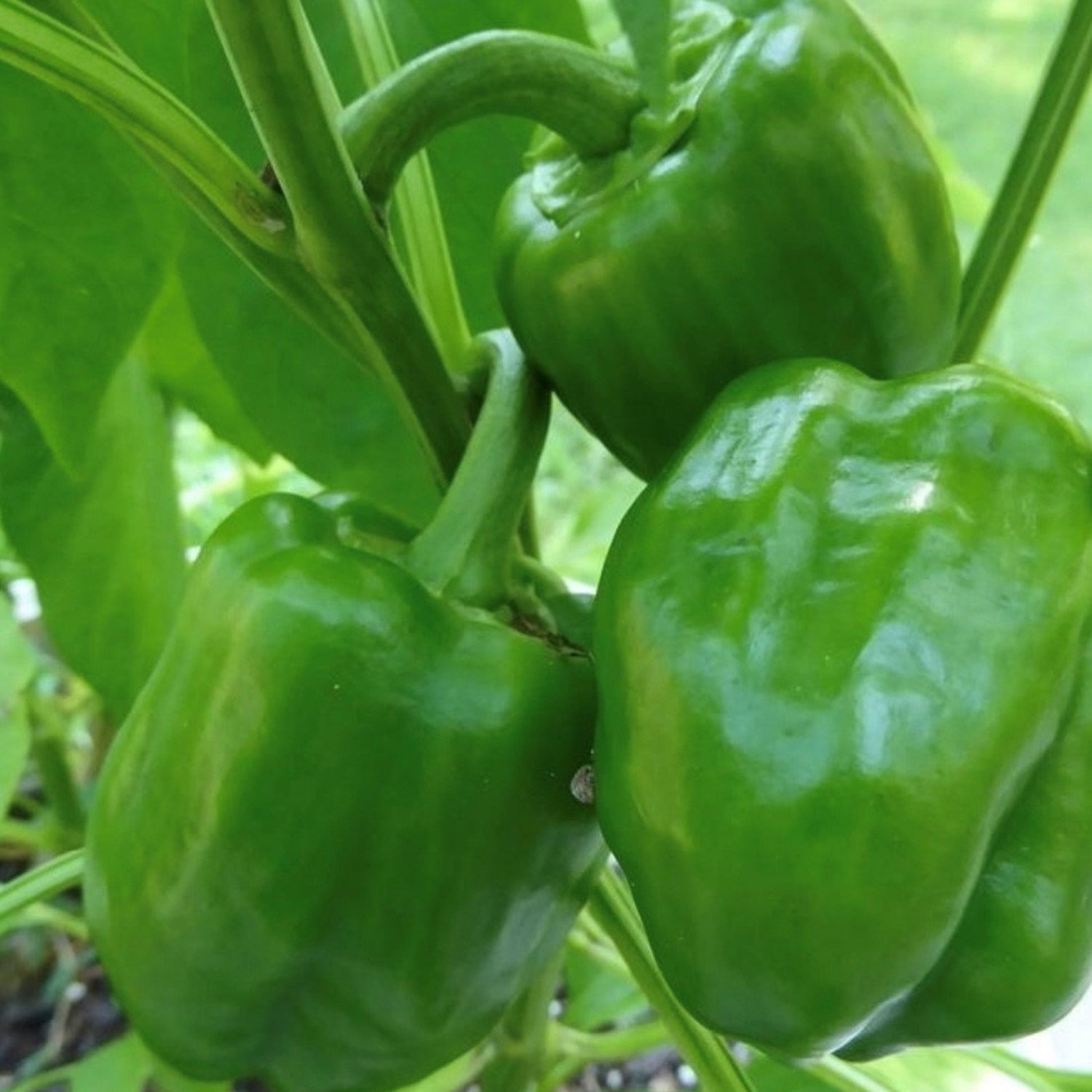 Emerald Giant Pepper Seeds Sweet
