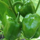 Emerald Giant Pepper Seeds Sweet