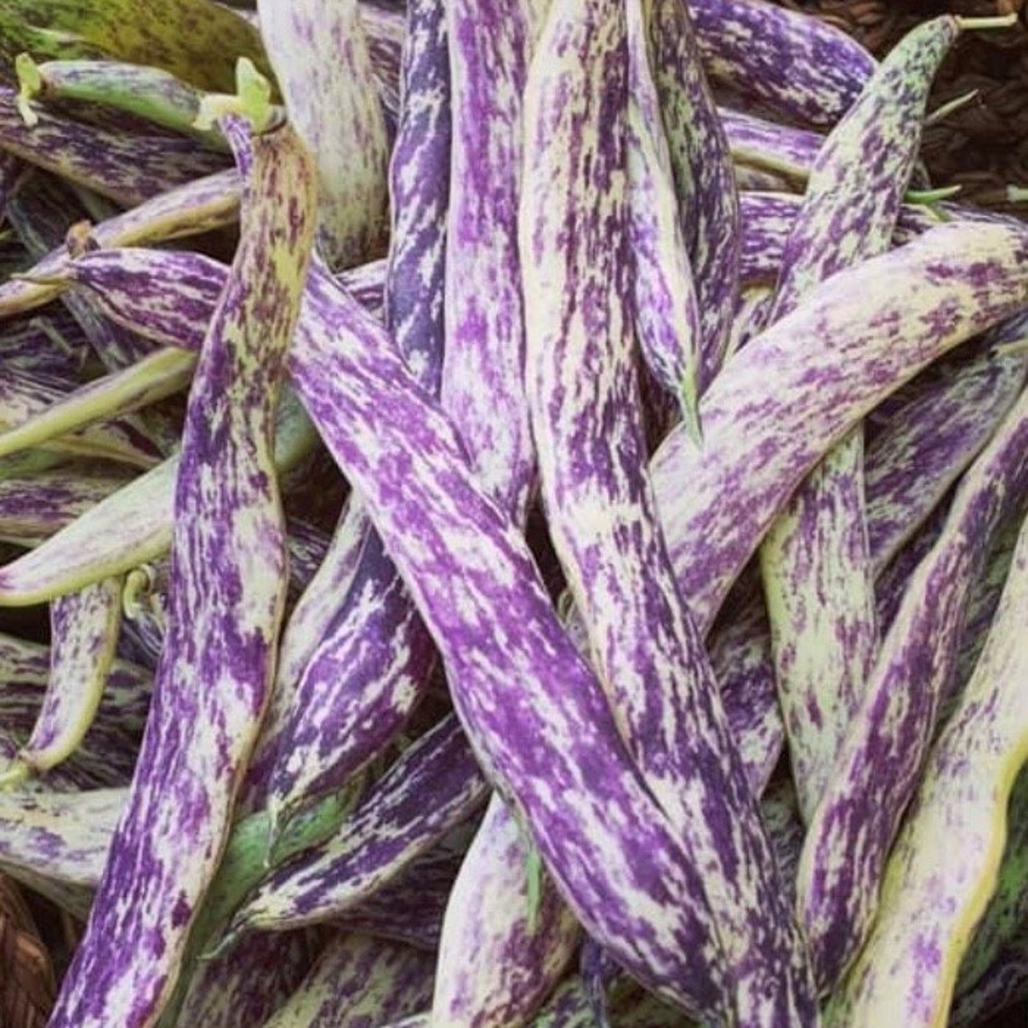 Dragon'S Tongue Bean Seeds