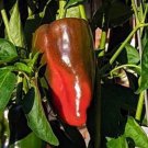Cascadura Sweet Pepper Seeds Organic