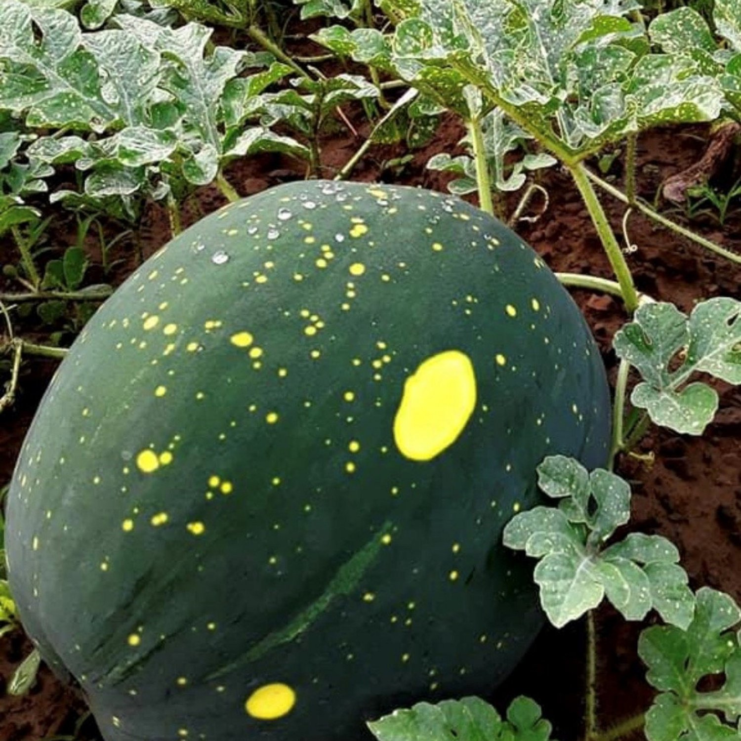 Moon & Stars Yellow Flesh Watermelon Seeds
