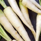 1 Oz 16,800 Seeds Lunar White Carrot