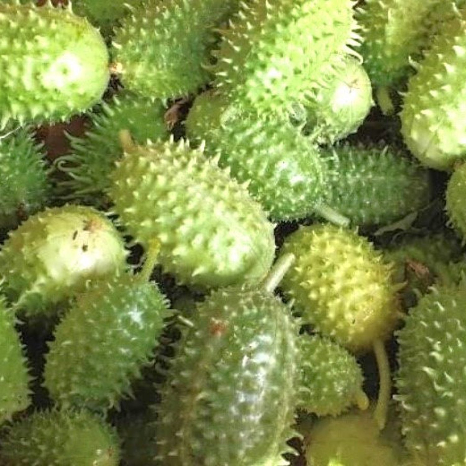 West Indian Gherkin Cucumber Seeds Organic