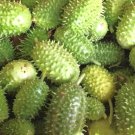 West Indian Gherkin Cucumber Seeds Organic