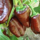 Chocolate Beauty Pepper Seeds Sweet Organic