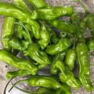 Shishito Pepper Seeds