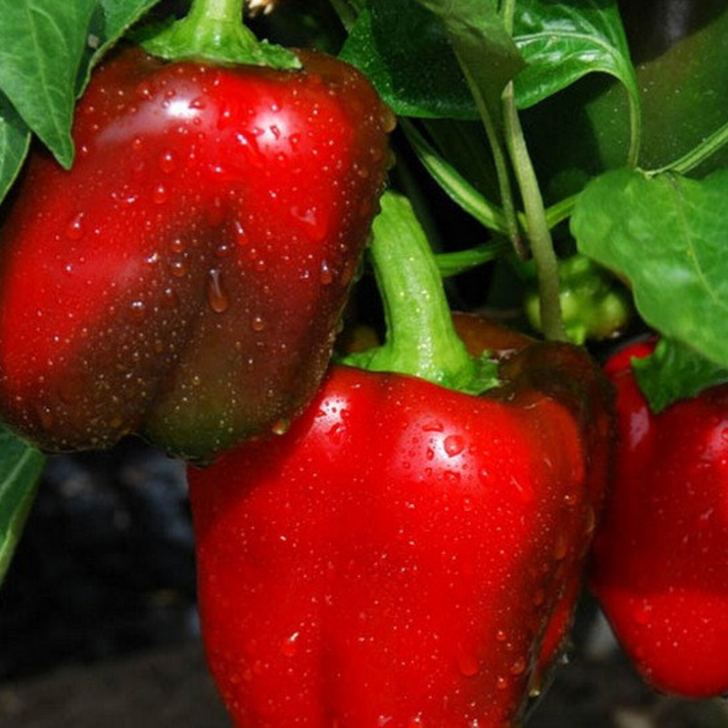 Big Red Sweet Pepper Seeds Organic