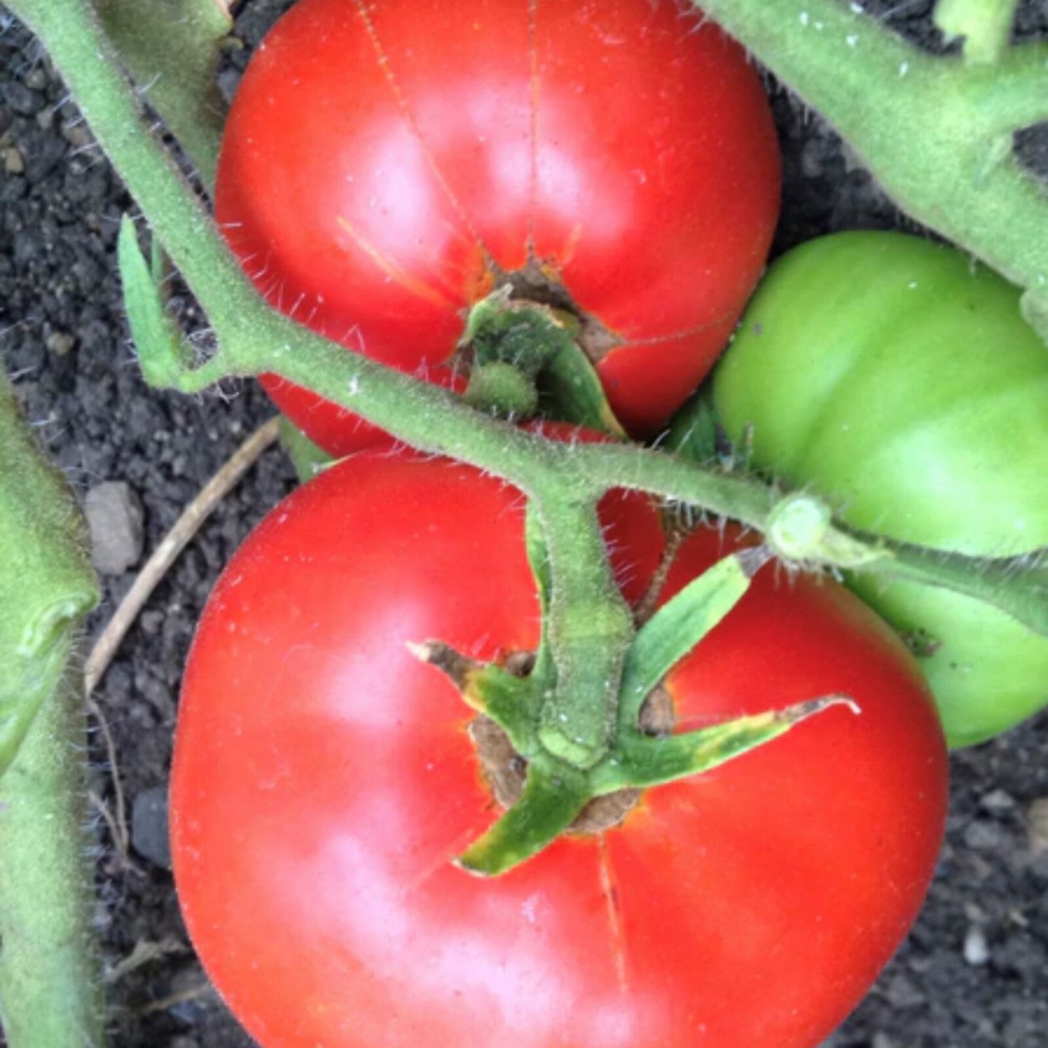 Dwarf Champion 15 Tomato Seeds