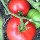 Dwarf Champion 15 Tomato Seeds