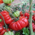 Costoluto Genovese Tomato Seeds
