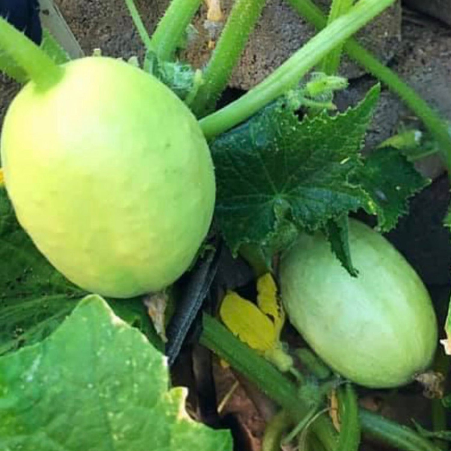 Crystal Apple Cucumber Seeds Organic