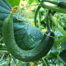 Chinese Snake Curved Cucumber Seeds
