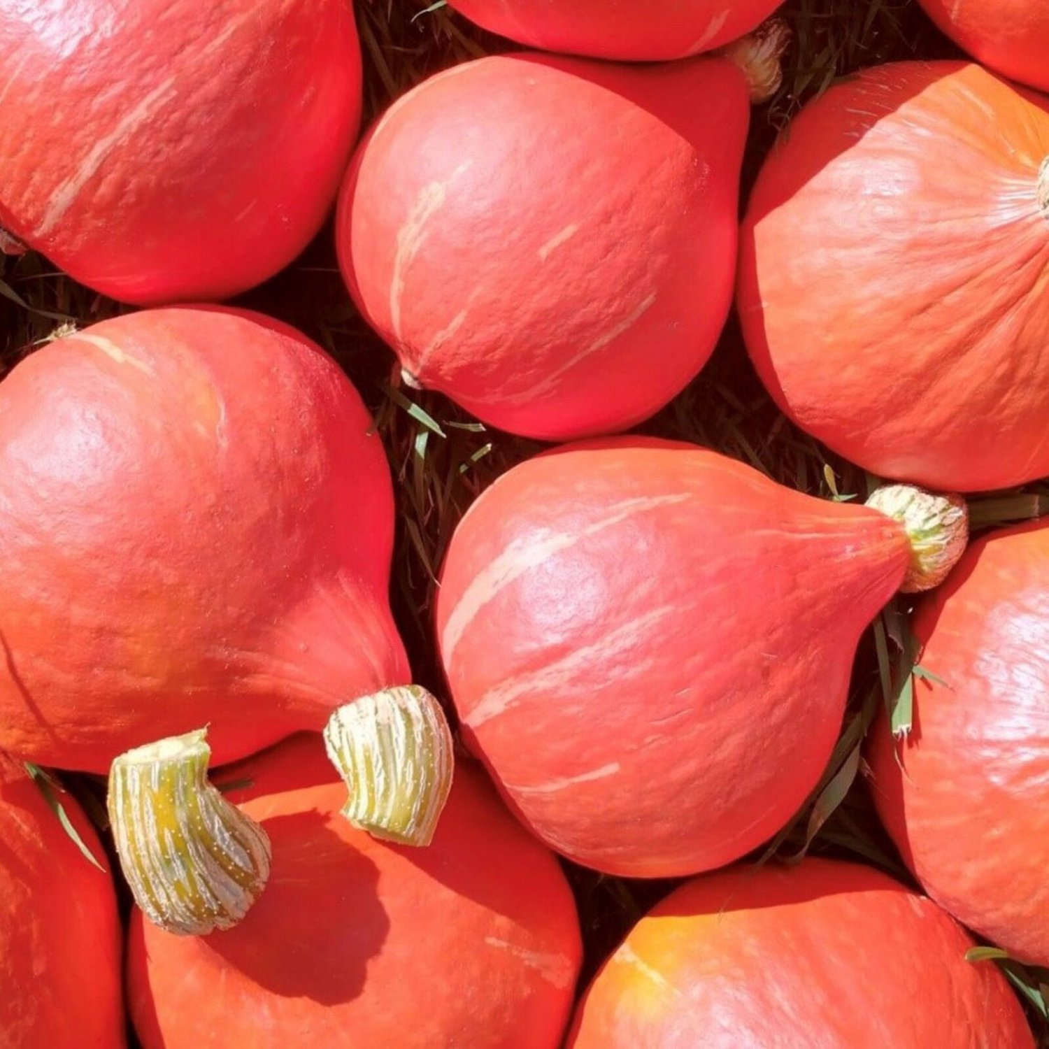 Red Kuri Hokkaido Winter Squash Seeds