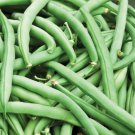 Tendergreen Improved Green Bush Bean Seeds