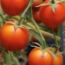 42 Day Tomato Seeds Organic