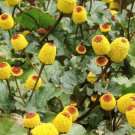 Toothache Plant Paracress Seeds Organic