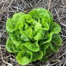 Tom Thumb Lettuce Seeds