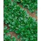 Dutch Corn Salad Seeds Aka Mache Lambs Lettuce