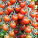 Super Sweet 100 Tomato Seeds