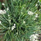 Garlic Chives Seeds Organic Herb