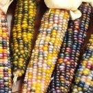Glass Gem Corn Seeds Organic