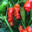 Red Peter Pepper Seeds Hot