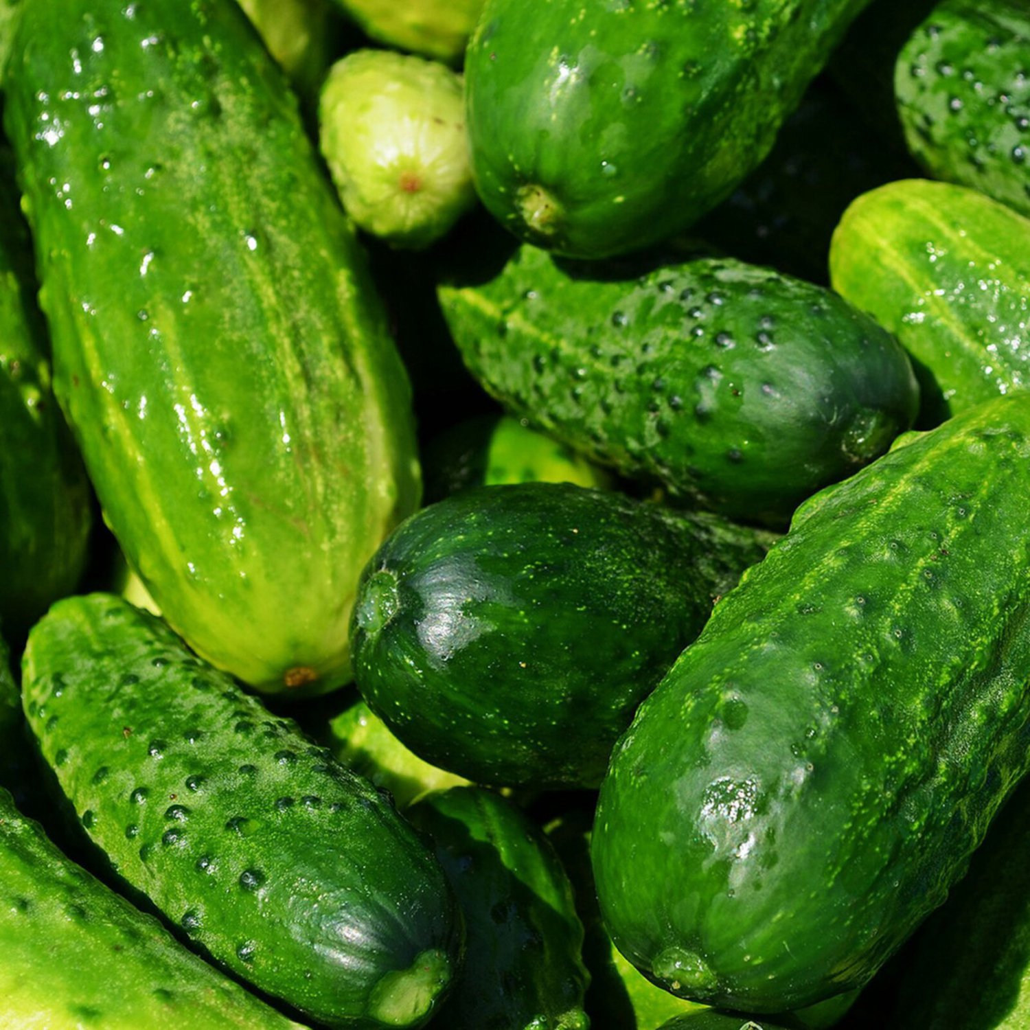 Boston Pickling Cucumber Seeds Organic
