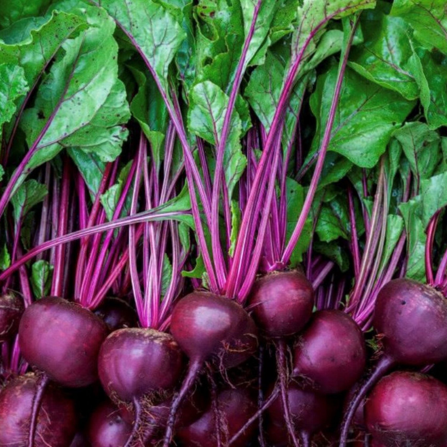 Early Wonder Beet Seeds Organic