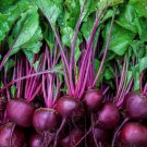 Early Wonder Beet Seeds Organic
