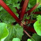 Glaskin'S Perpetual Rhubarb Seeds