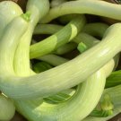 Tromboncino Zucchini Rampicante Squash Seeds Organic