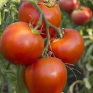 Arkansas Traveler Tomato Seeds Organic