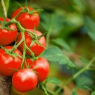 Large Red Cherry Tomato Seeds