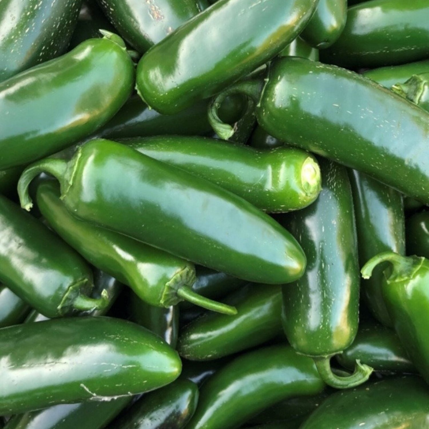 Nadapeno Pepper Seeds