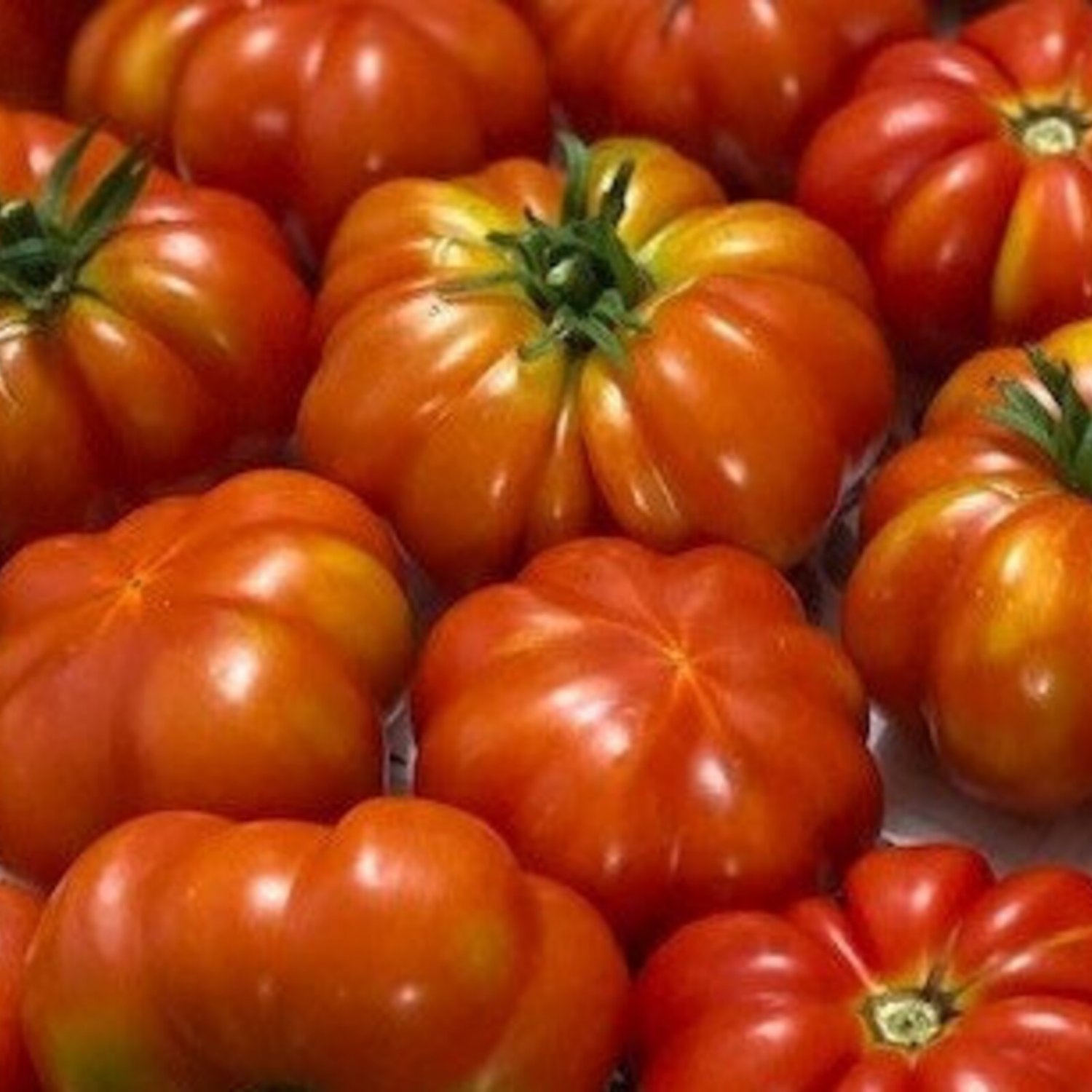 Rosso Sicilian Tomato Seeds