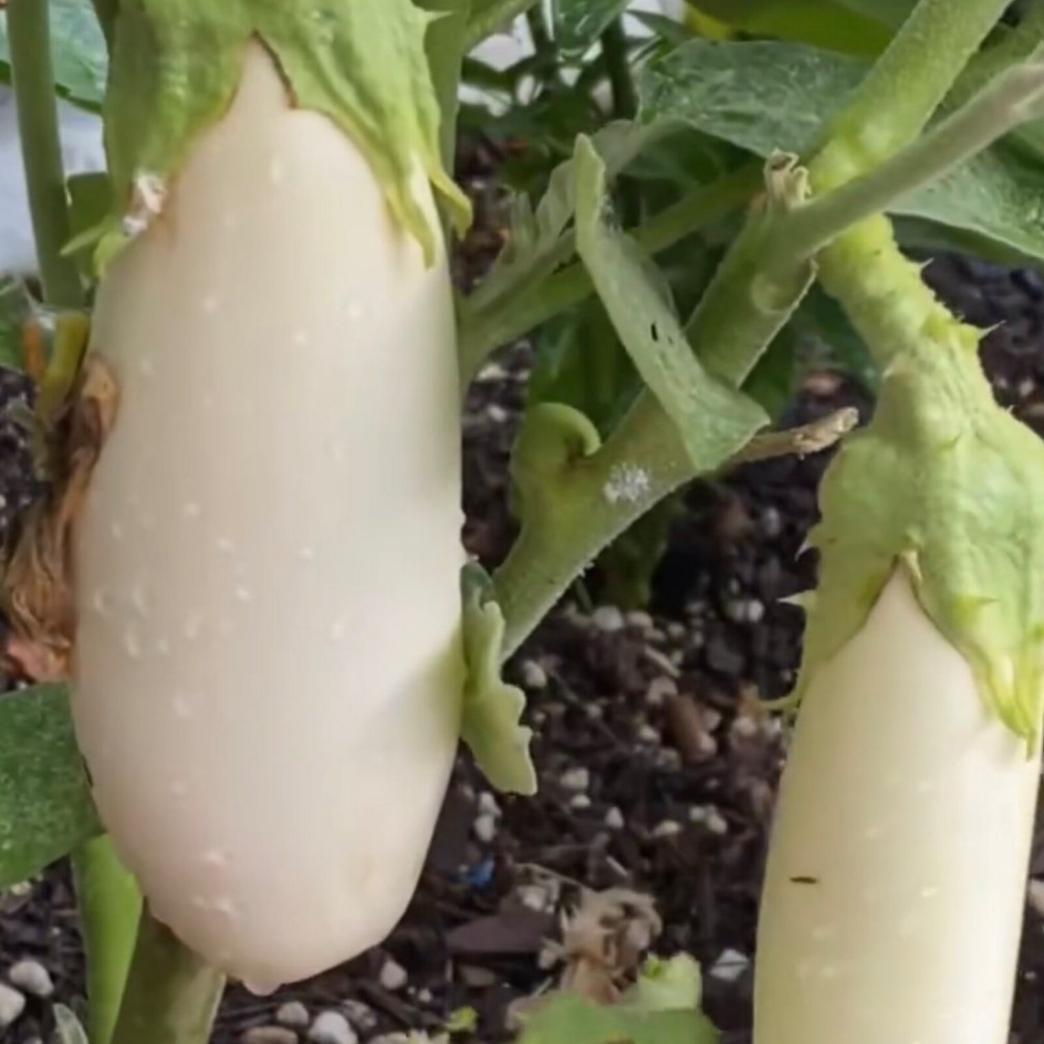 Casper White Eggplant Seeds Organic