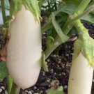 Casper White Eggplant Seeds Organic