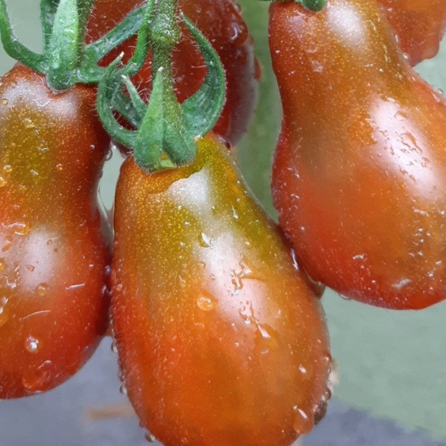 Chocolate Pear Tomato Seeds Organic