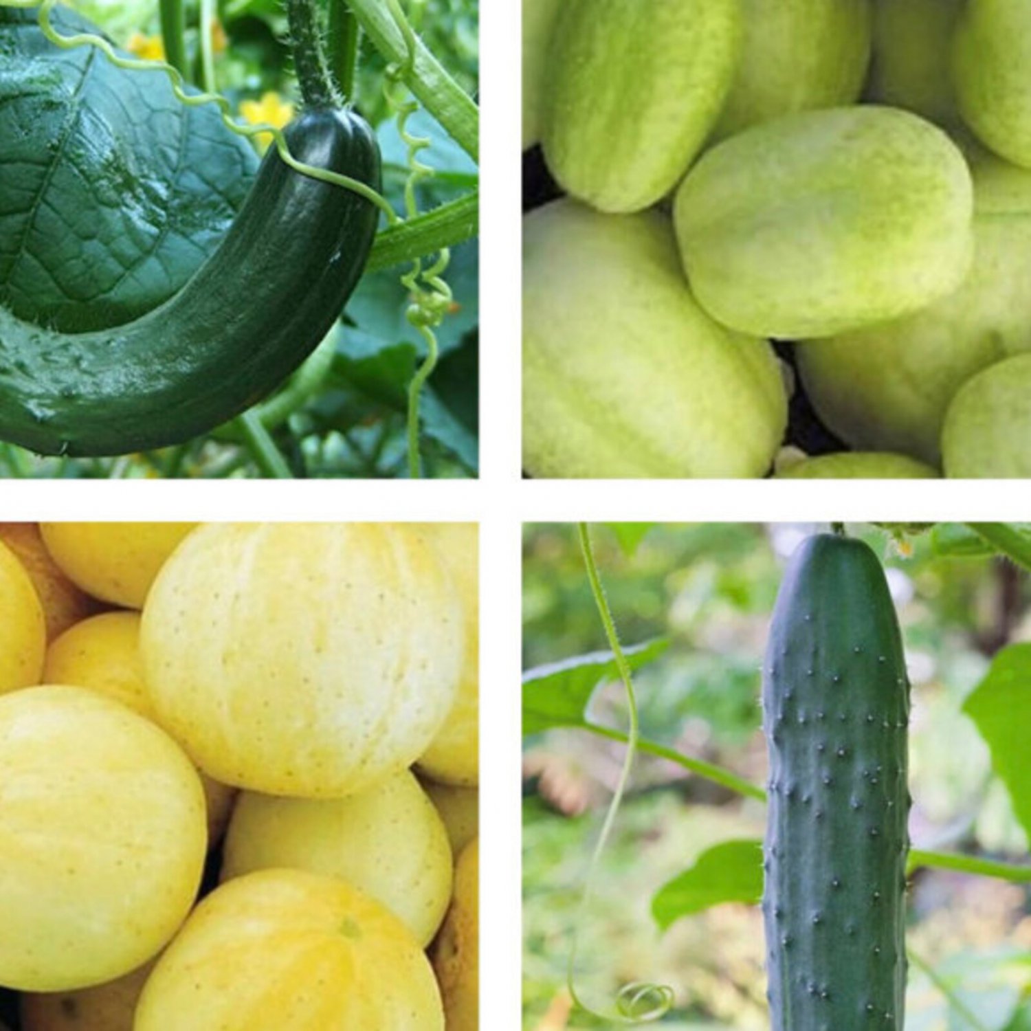 Cucumber Mix Seeds